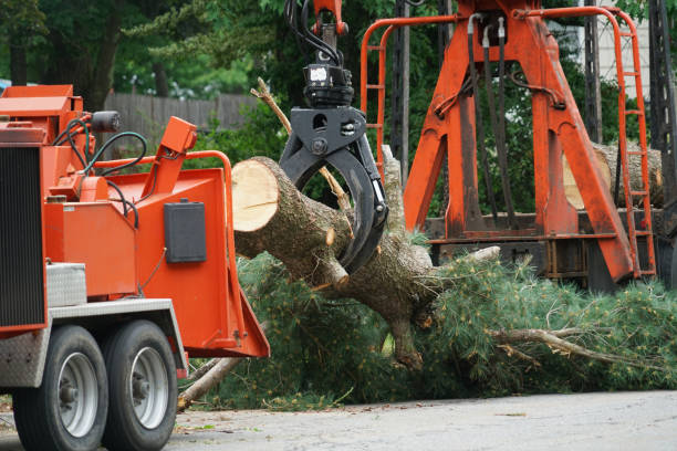 Best Tree Maintenance Programs  in Mill Creek, WA